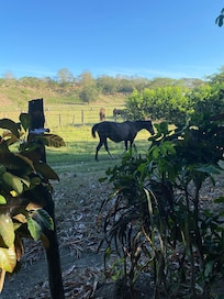The “backyard”