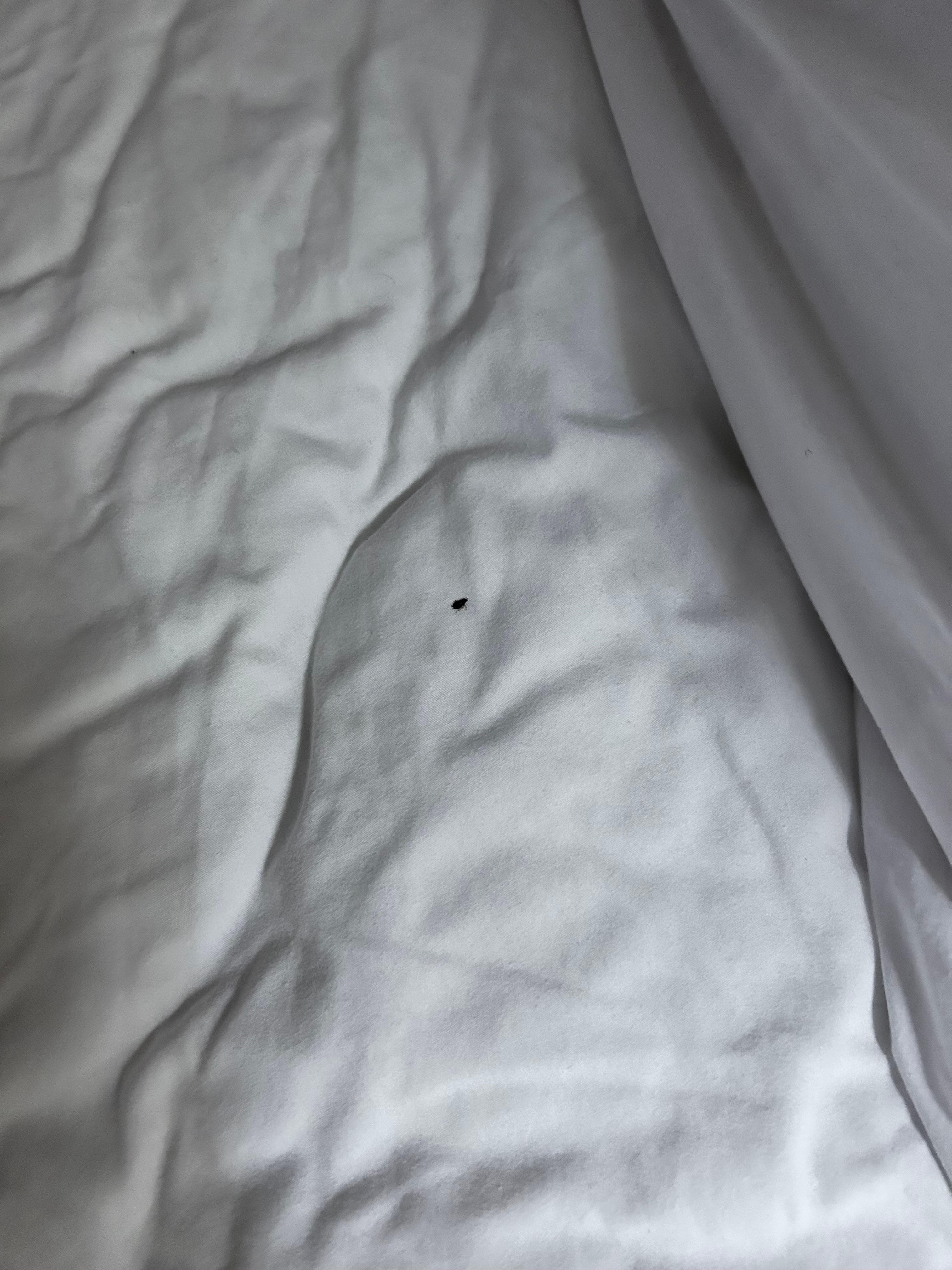 Roach or bed bug crawled on my skin while I was sleeping 