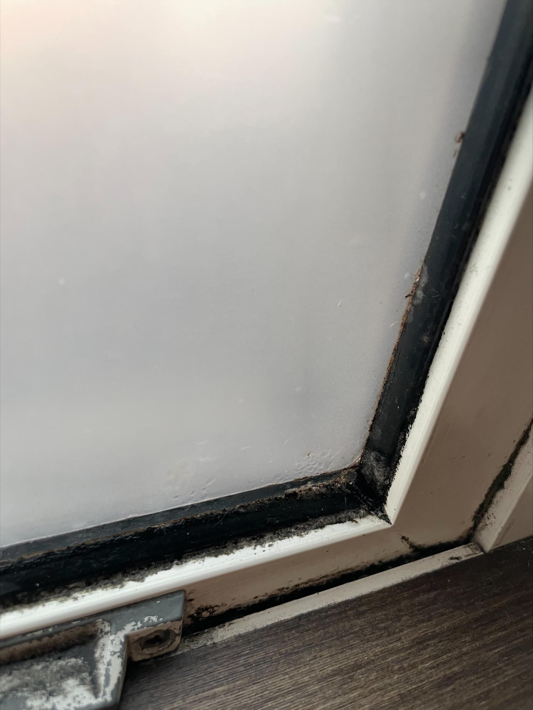 Mold from the windows sides