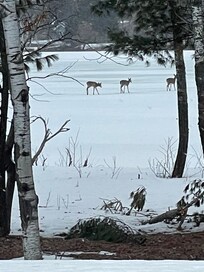 Right out our window ❤️