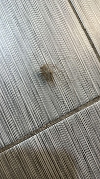 Bola de pelos