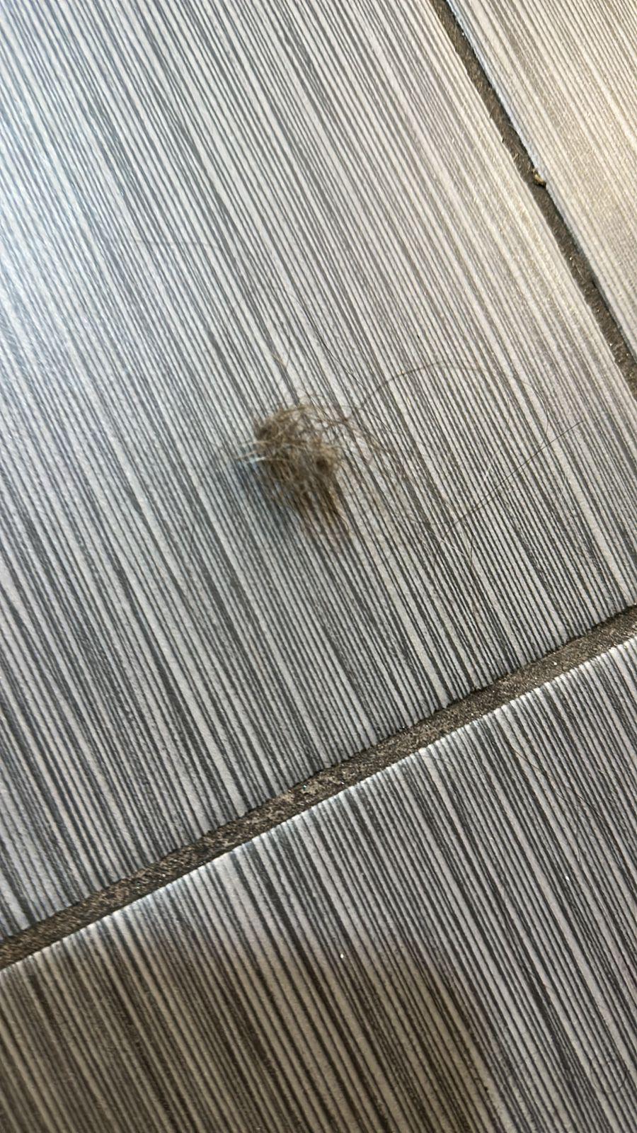 Bola de pelos