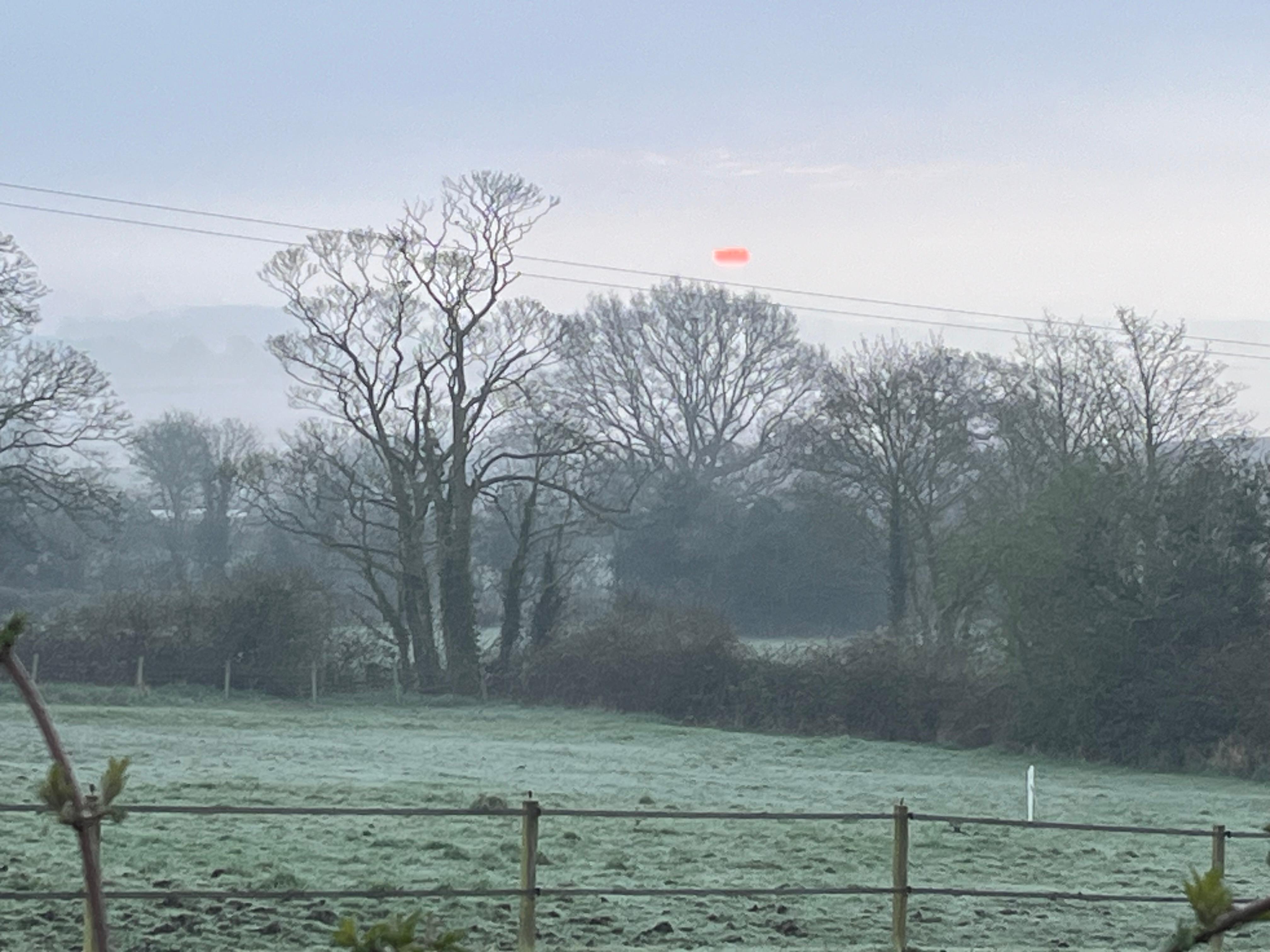 Misty morning birw