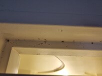 Oh les beaux champignons en haut de la porte de douche..