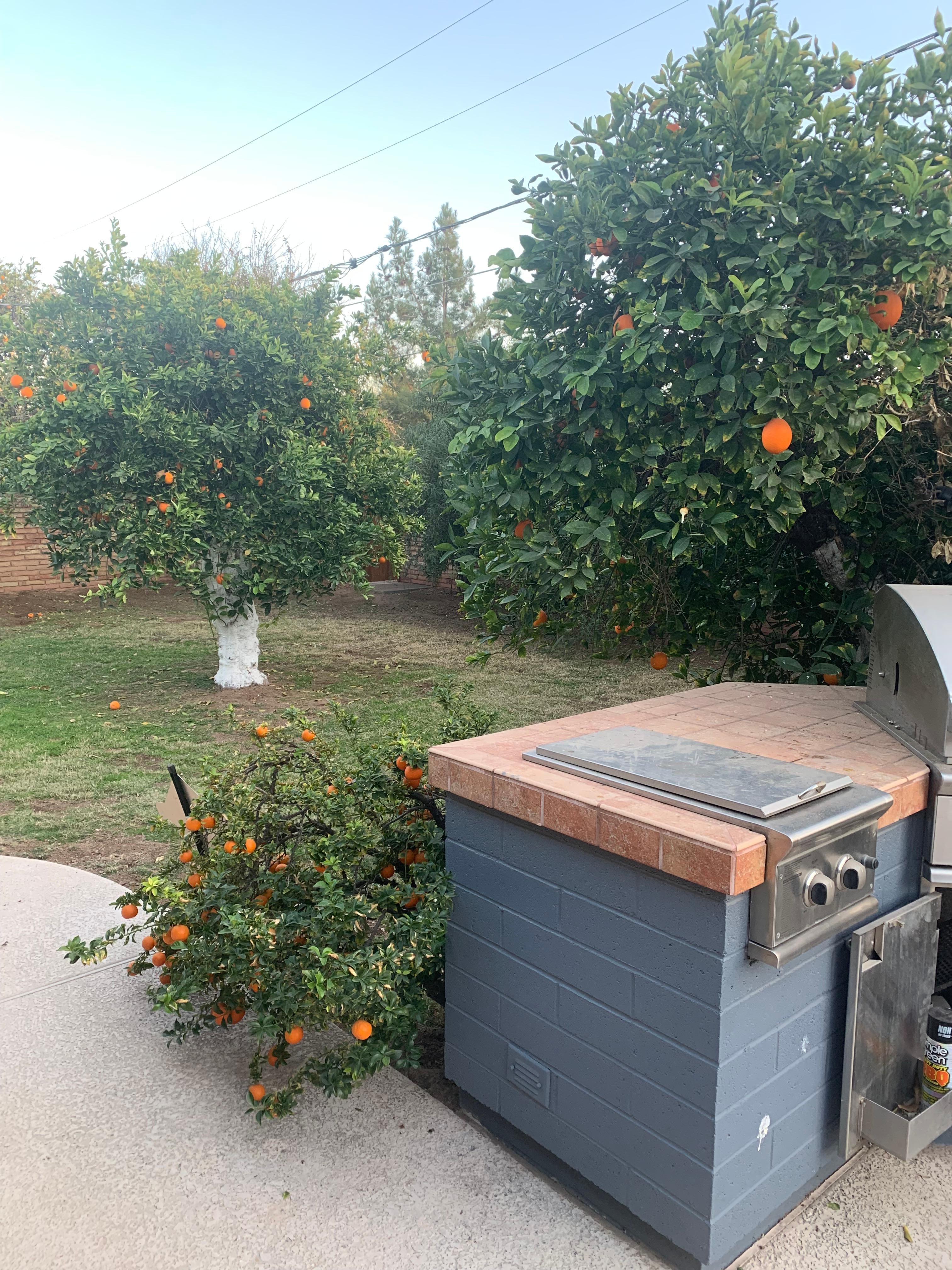 Backyard and grill