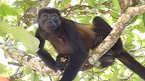 Howler monkeys are you alarm clock.