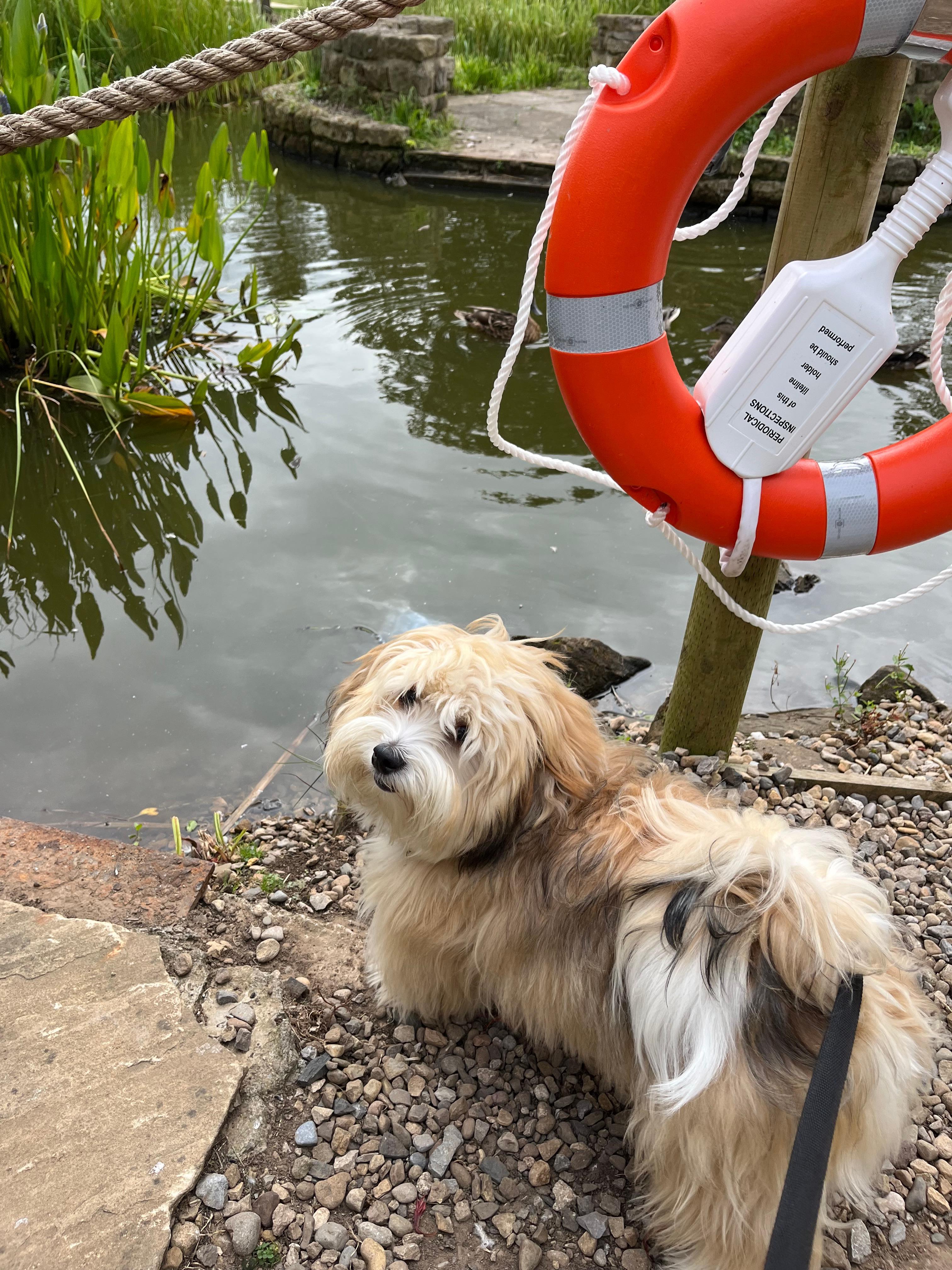 Louis eyeing up the ducks