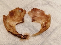 金目鯛の胸ビレの中にある骨!左右で夫婦金目鯛!知らなんだ!説明して頂き、勉強になりました!