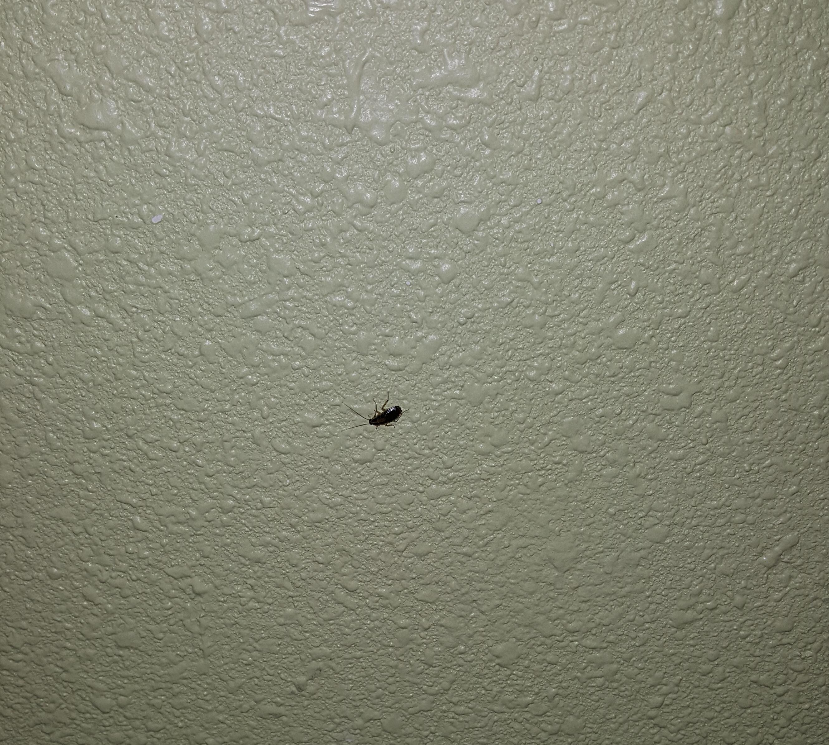 Roaches everywhere!
