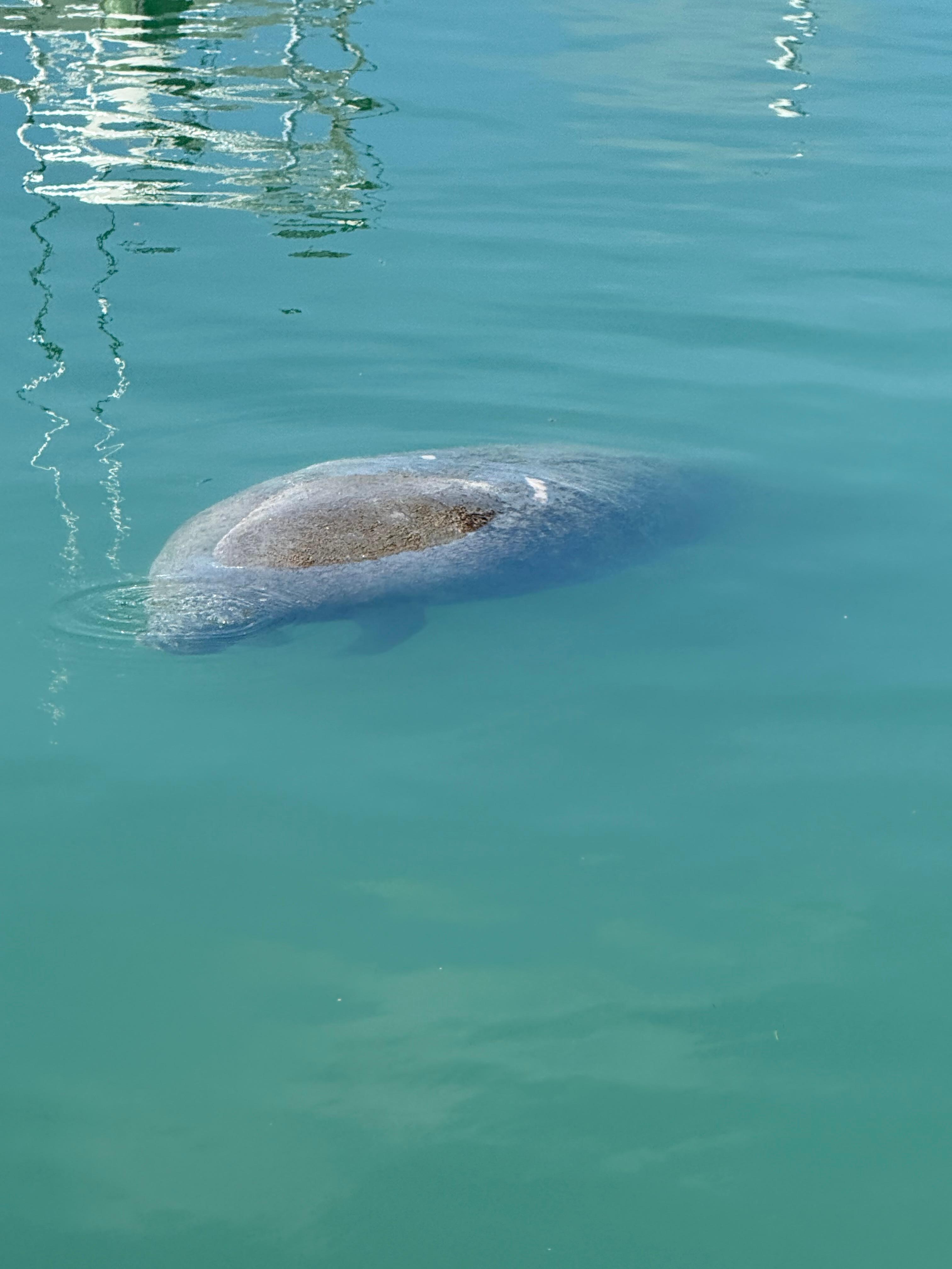 Manager was in harbour