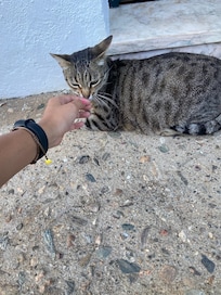 Nuestra invitada 
Embarazada y muy cariñosa