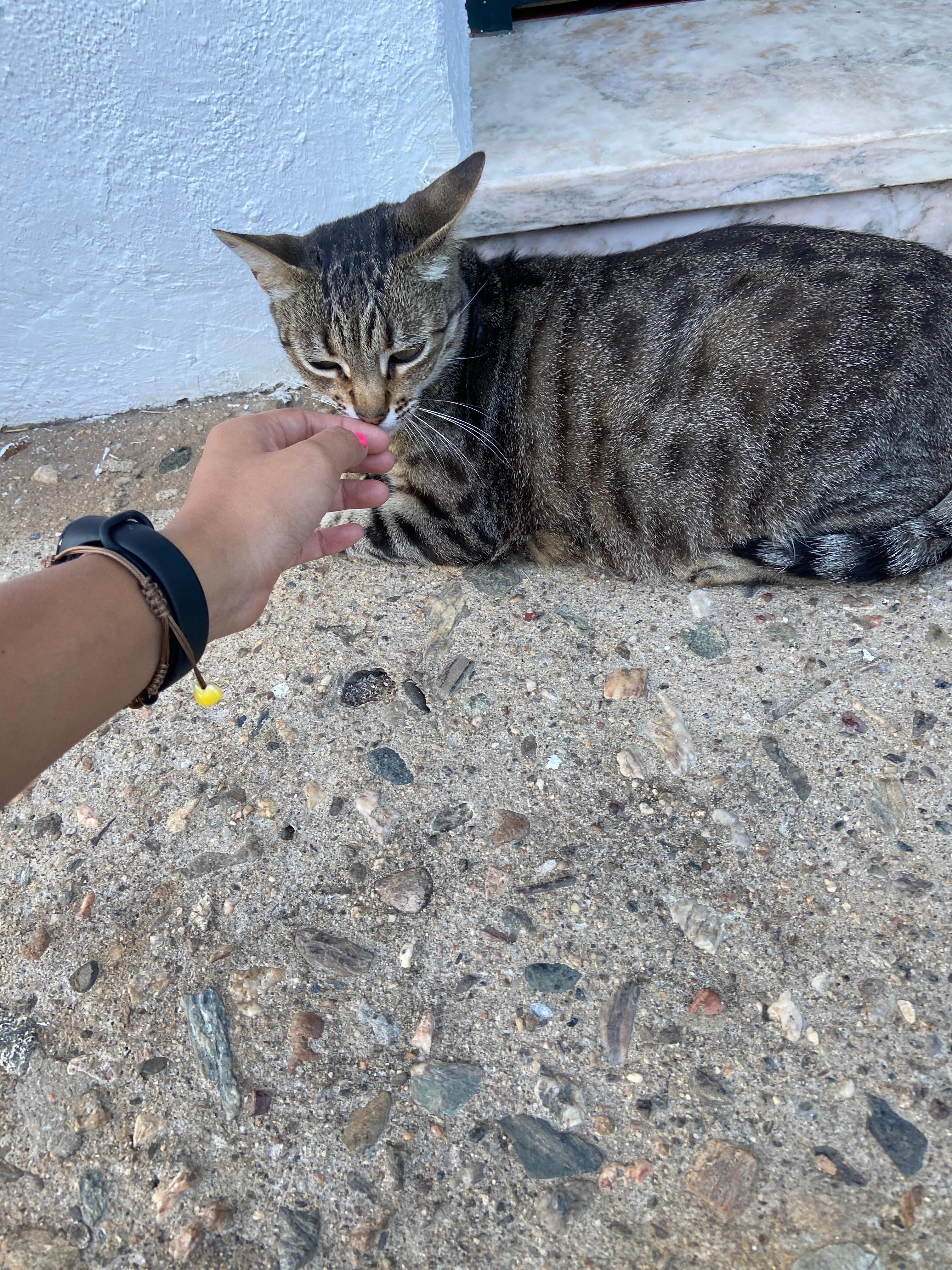 Nuestra invitada 
Embarazada y muy cariñosa 