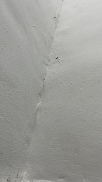 ARANHAS por todo quarto e banheiro