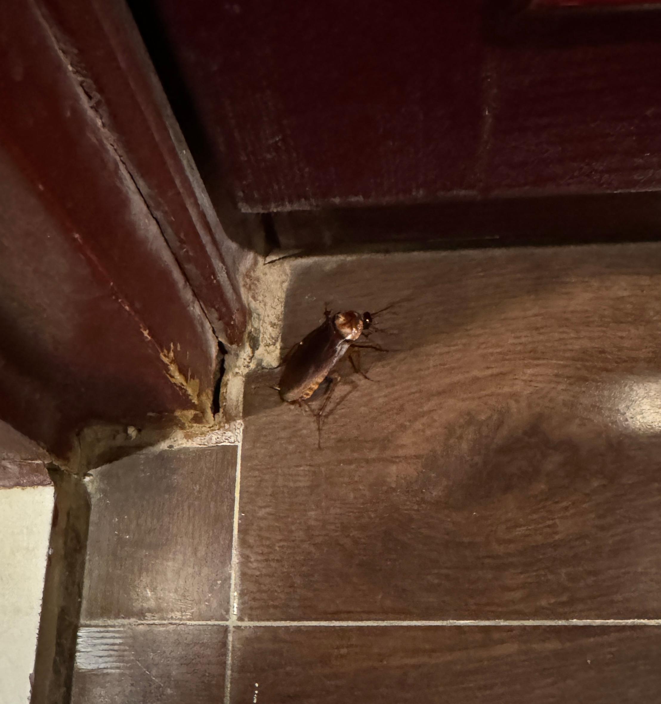 Cockroach in the bathroom.