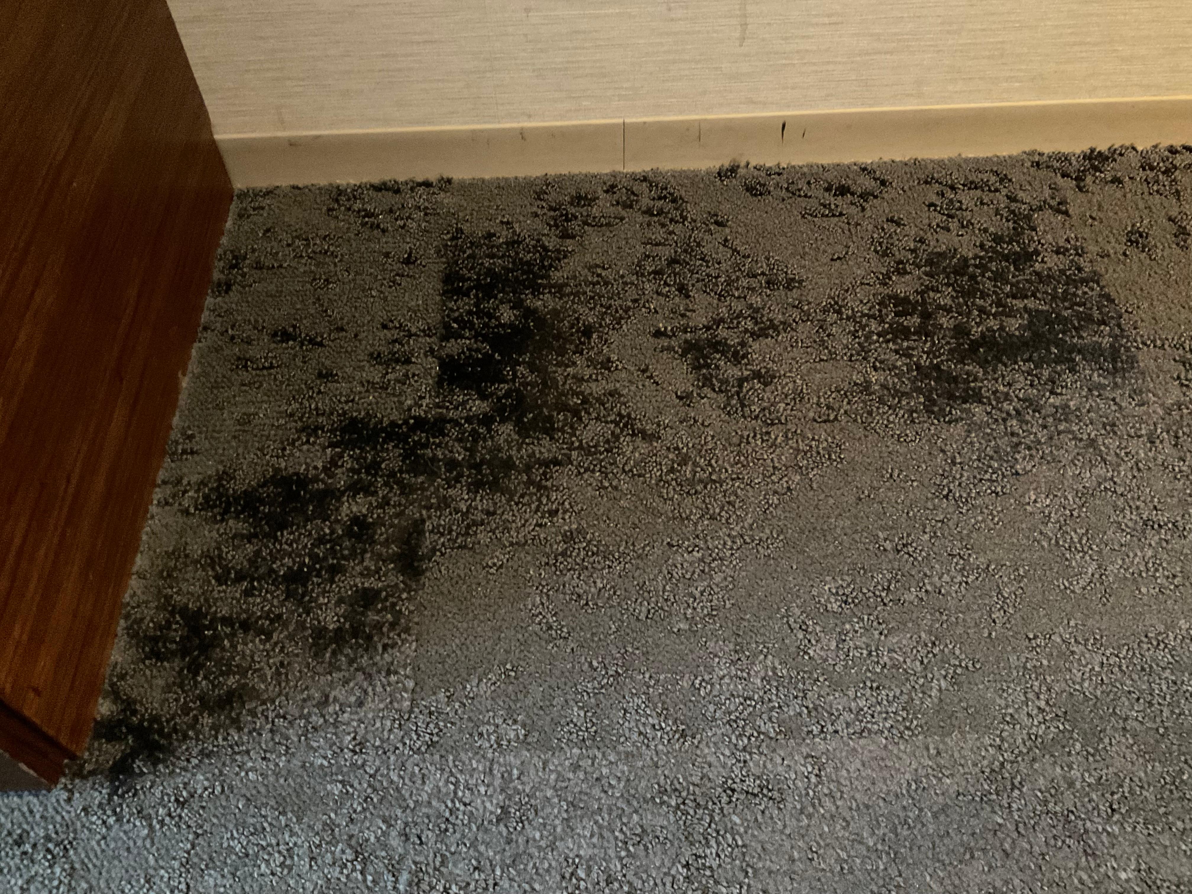 Carpet. It’s difficult to see it but could see worn off .