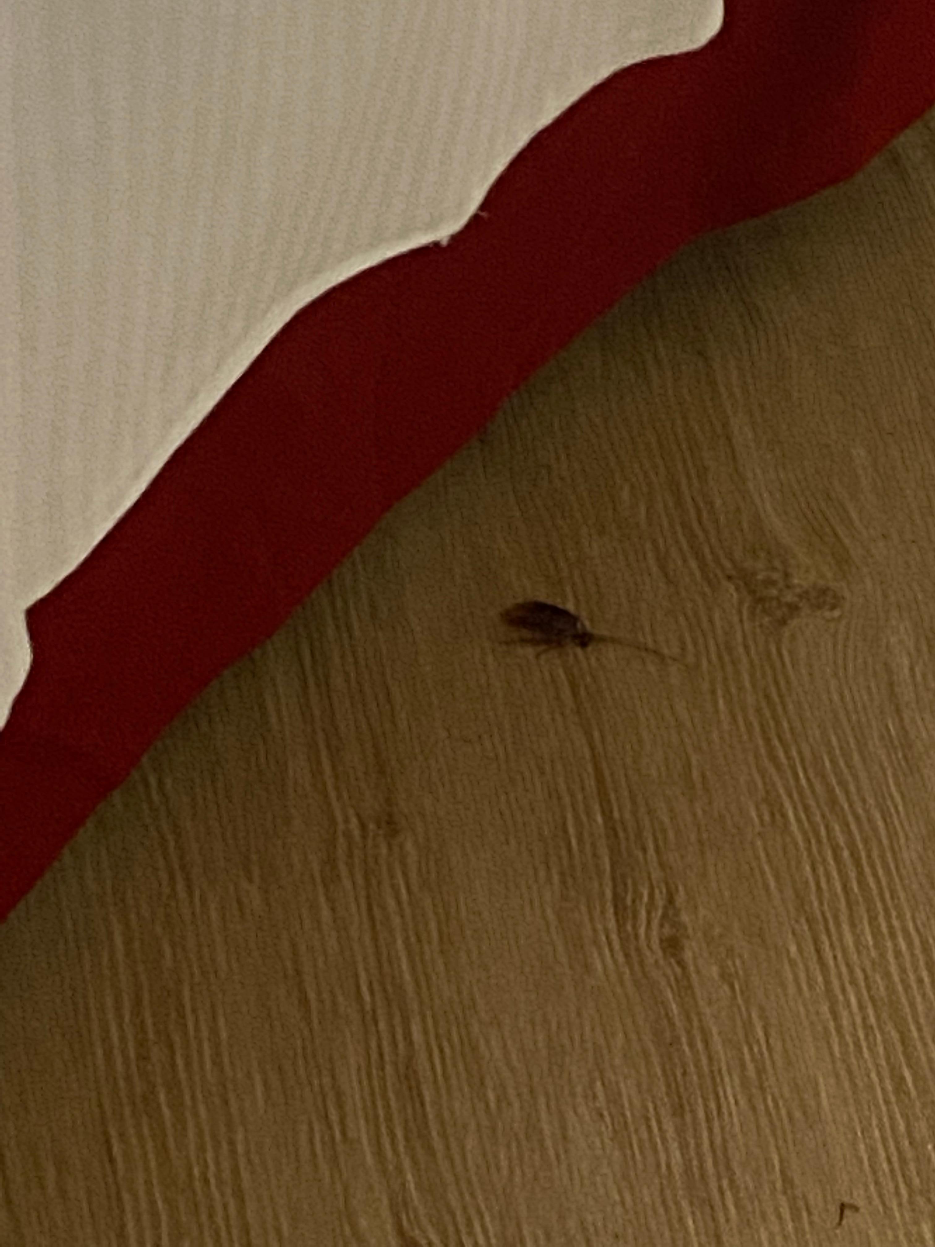 Cockroach 