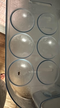 Barata na porta da geladeira