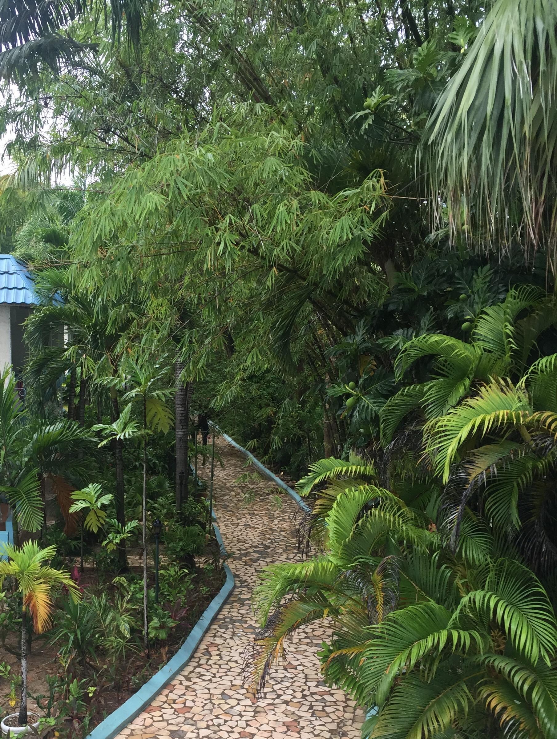 Jungle retreat 