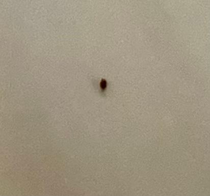 Bed bug one of many found 