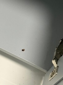 One of the roaches we killed