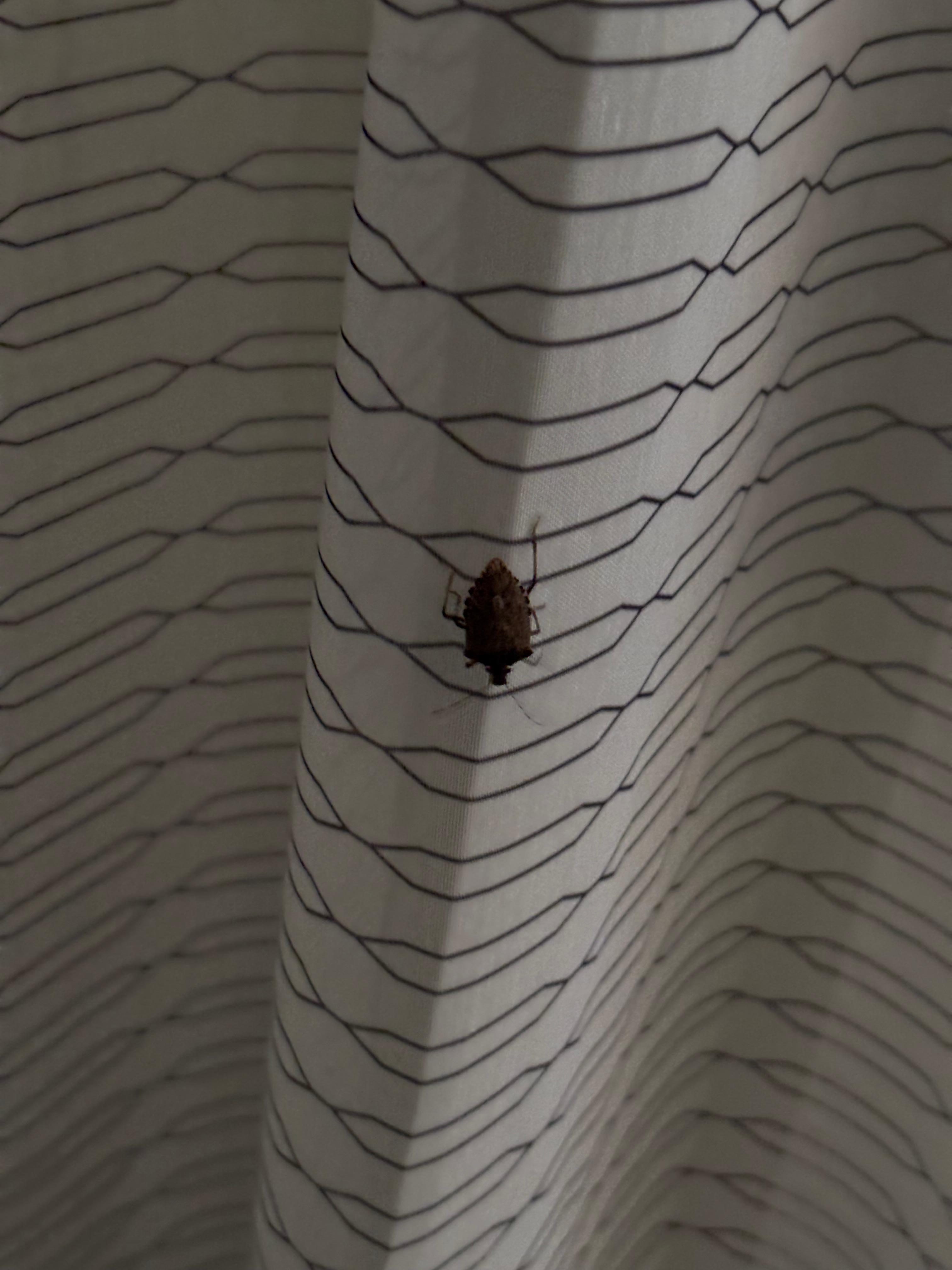 Bug in the room