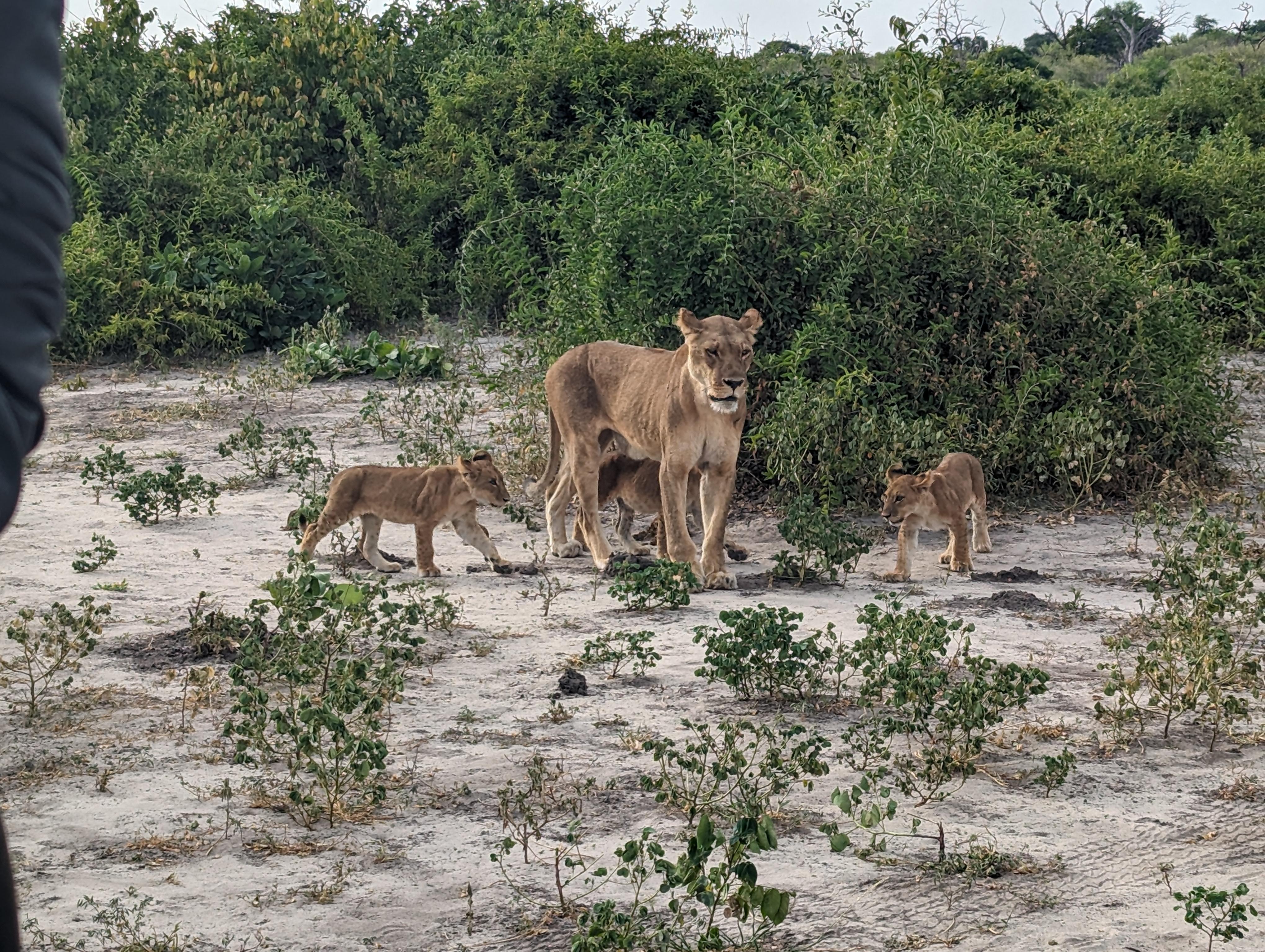 On game drive 