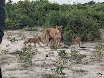 On game drive