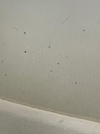 Bugs on the box spring