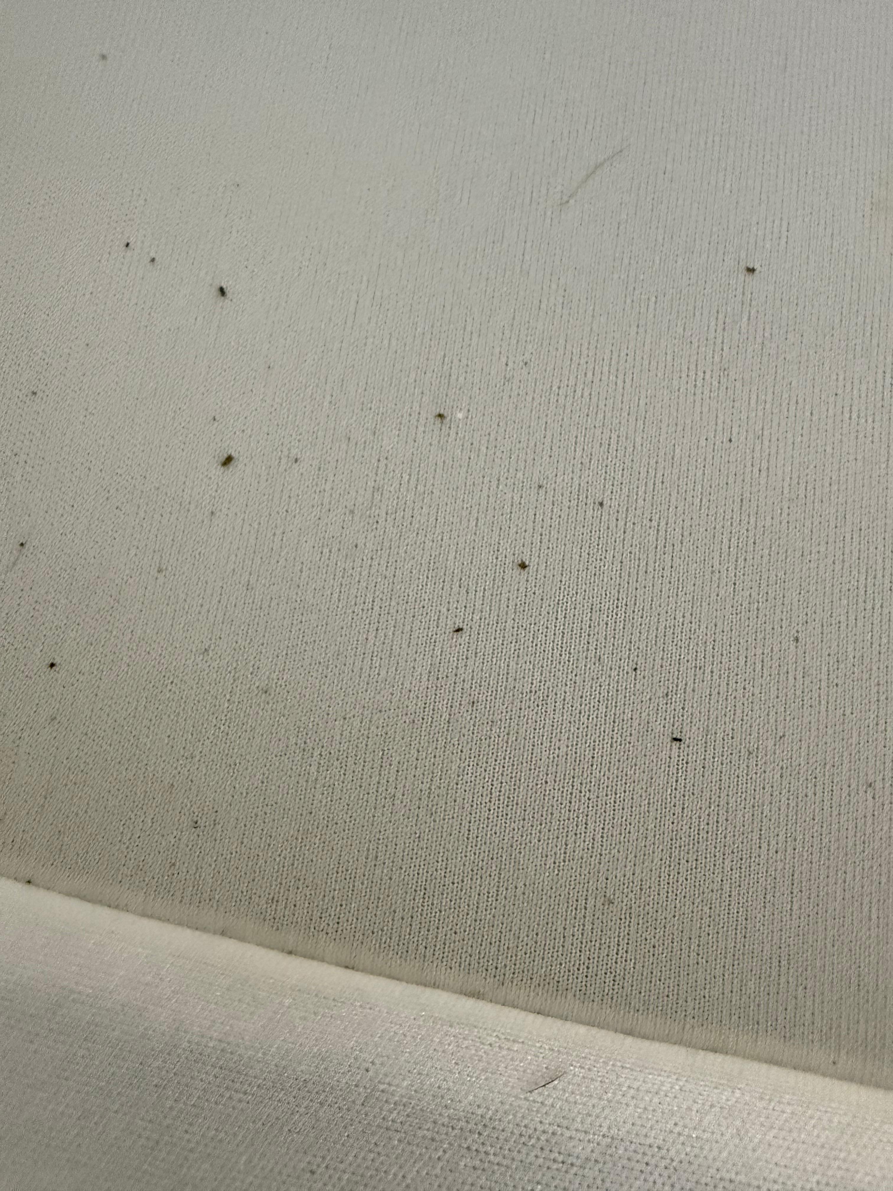 Bugs on the box spring 