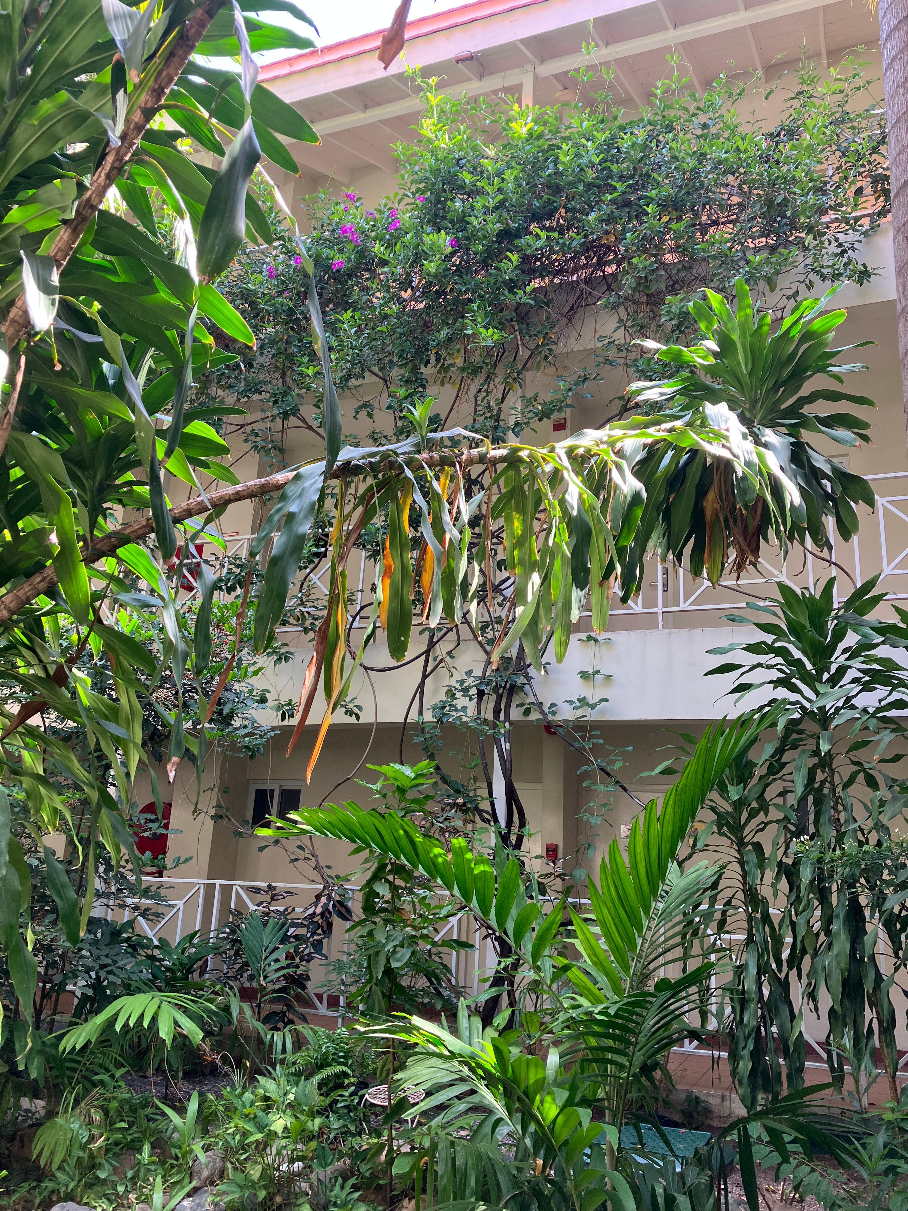 Courtyard gsrden
