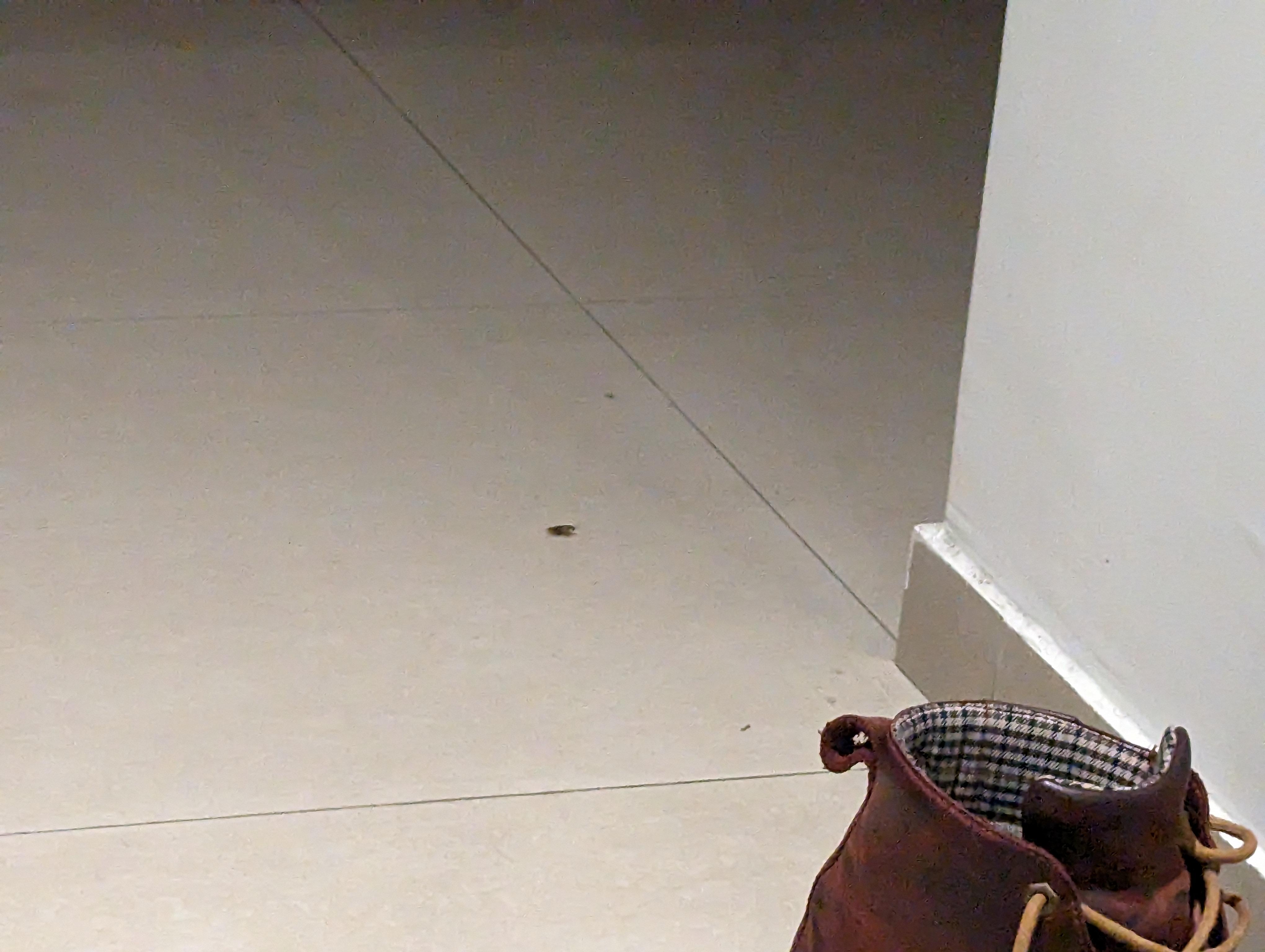 Managed to capture a photo of the cockroach while it was running around