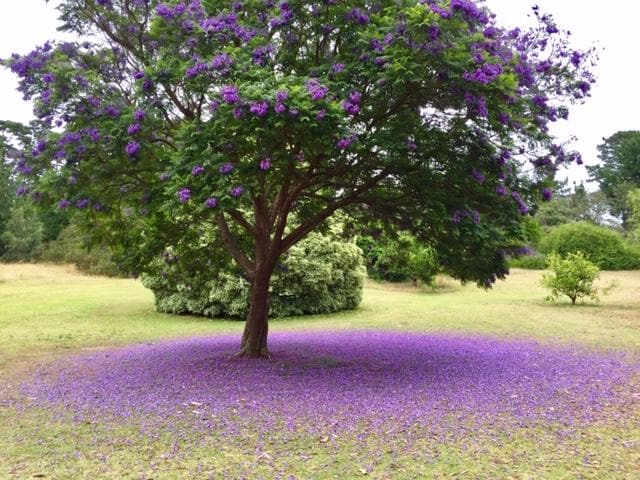 Summer Colors
