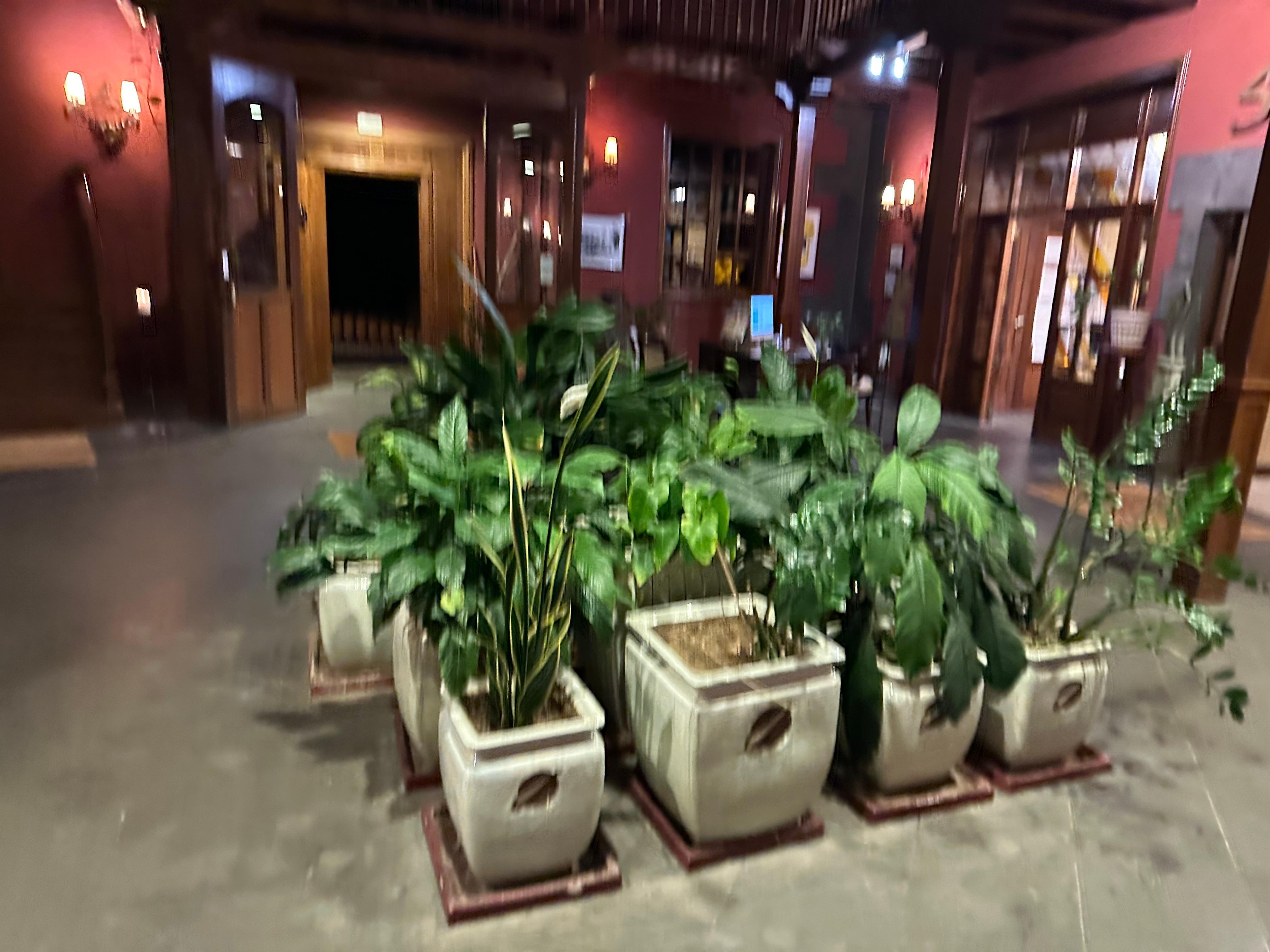 Hotel Lobby.. Beautiful plants and contemporary photographs 