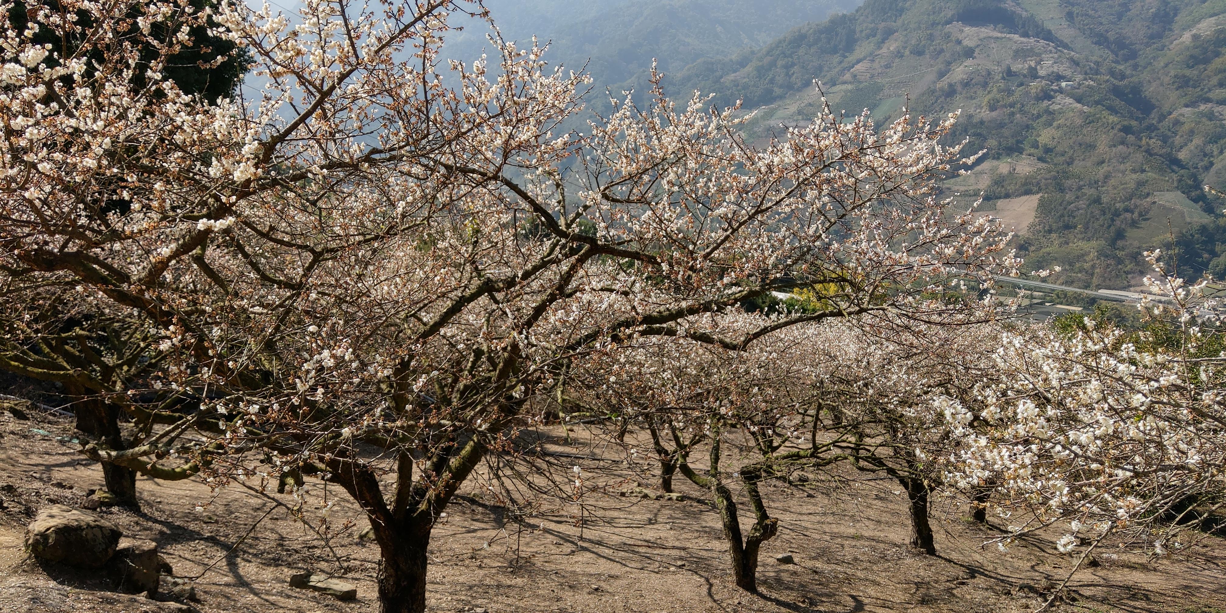 信義鄉蔡家梅園