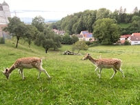 Damwild im Schlosspark