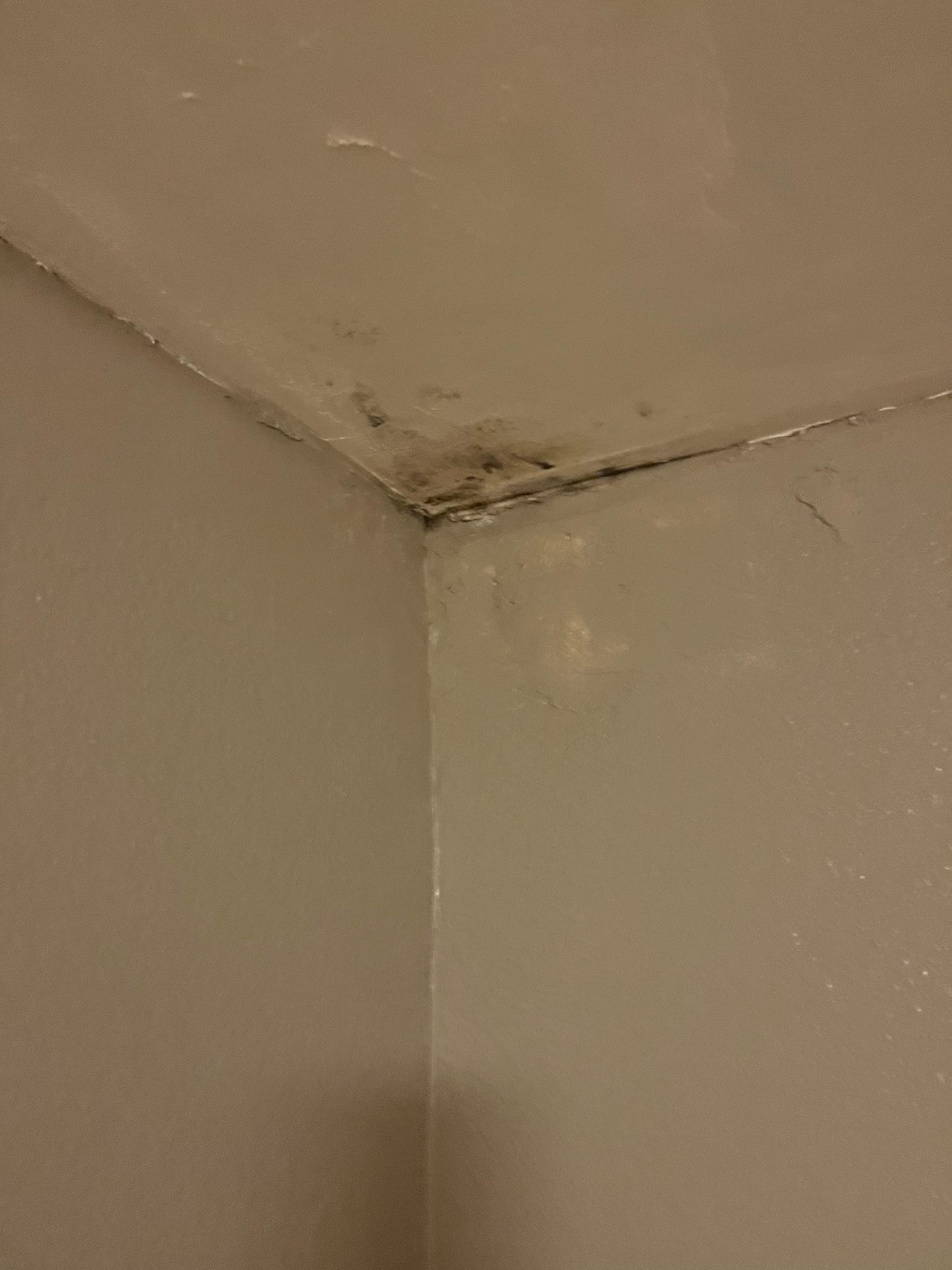 Mold bathroom ceiling 