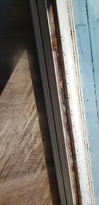 Mold at the bottom of the sliding glass door