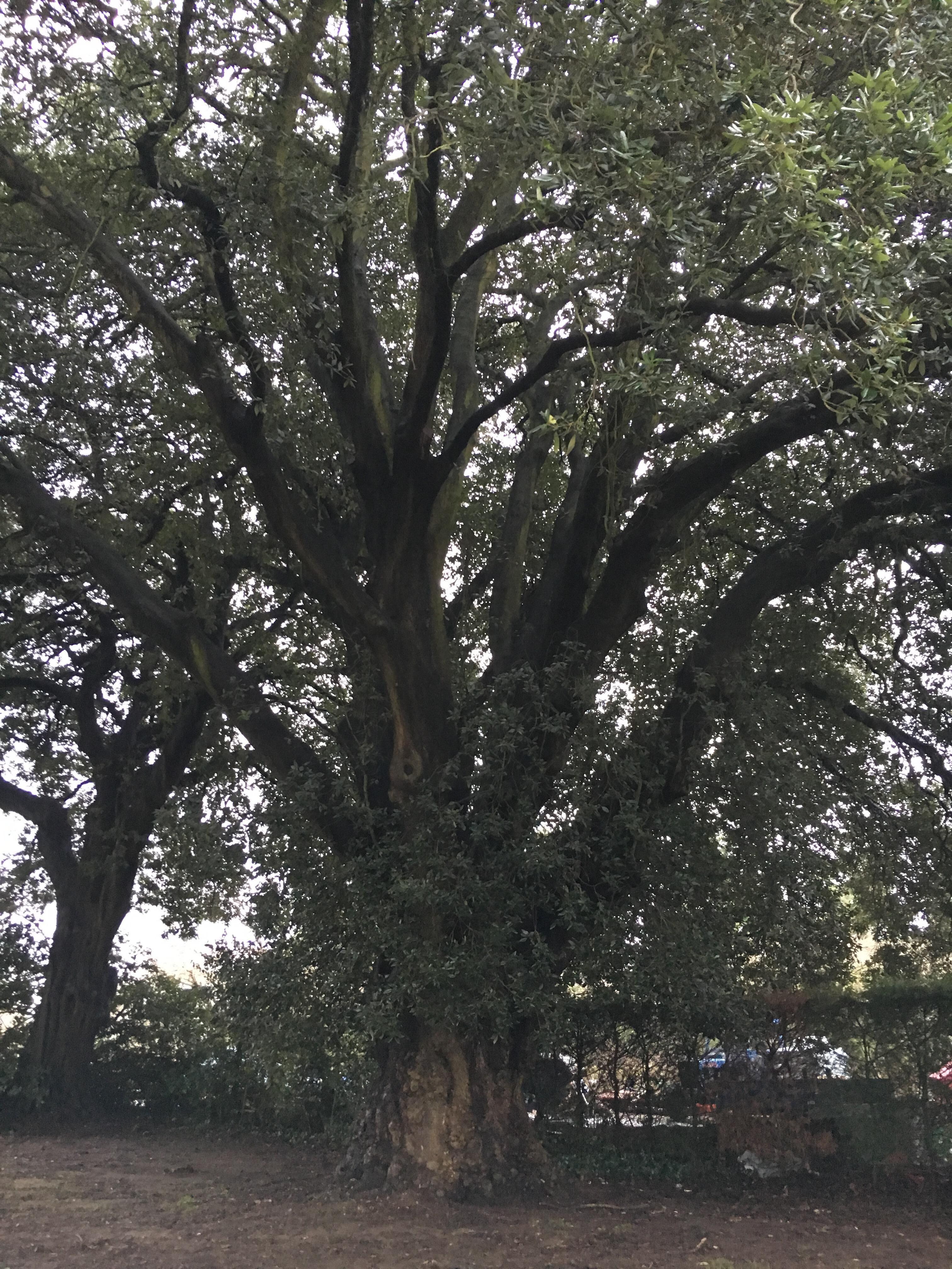 Prachtige grote oude bomen