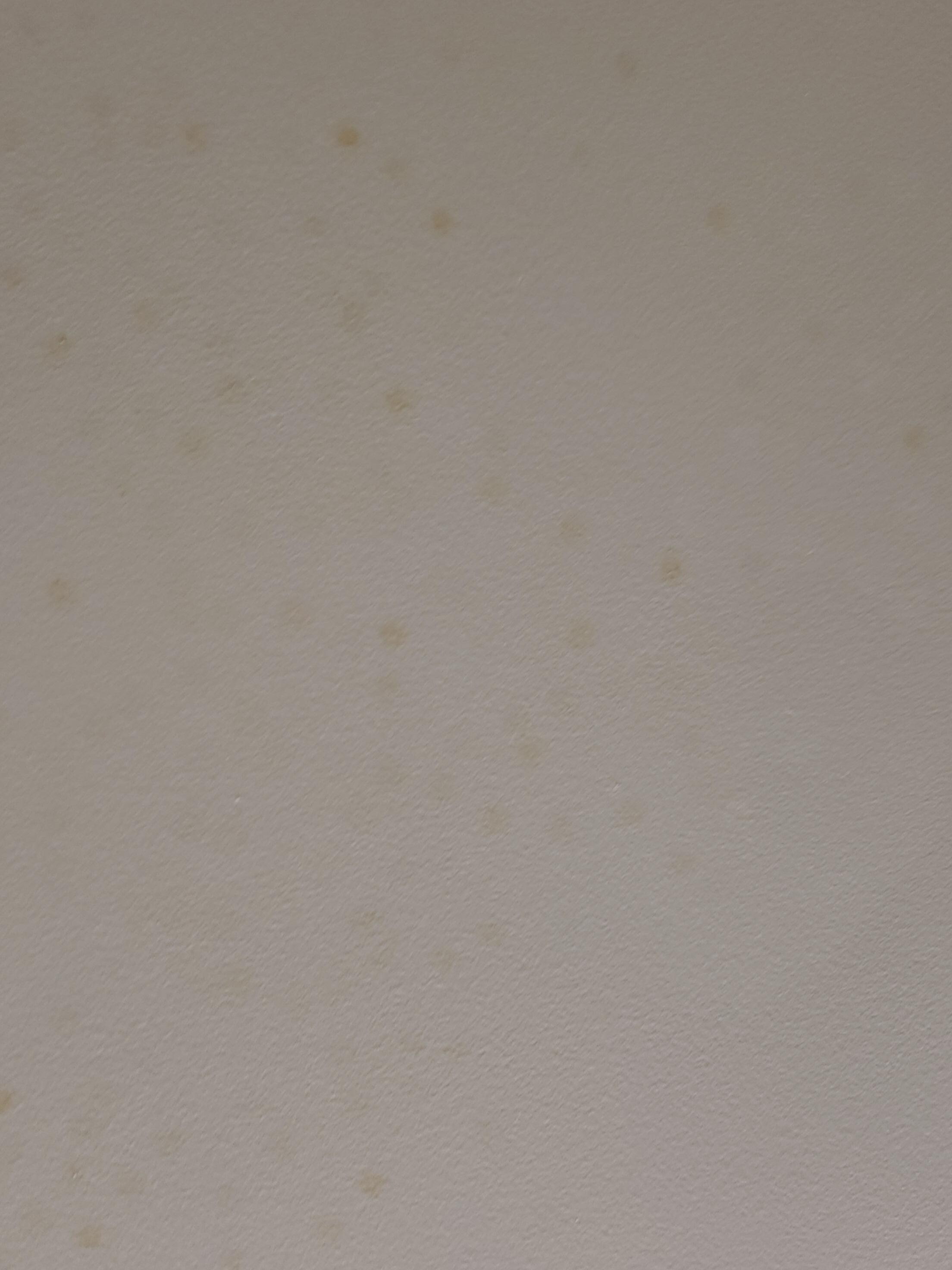 Bathroom Ceiling