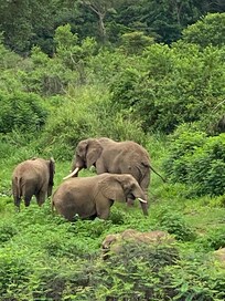 View of elephants from our balcony