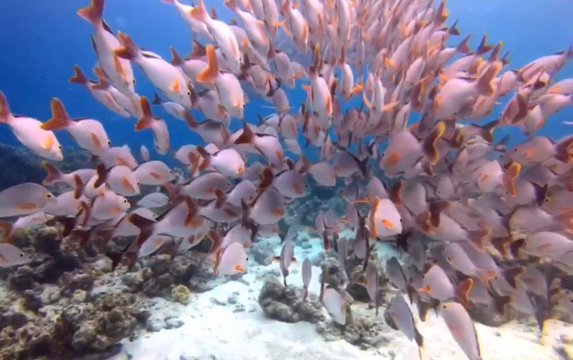 Scuba diving by the jetty