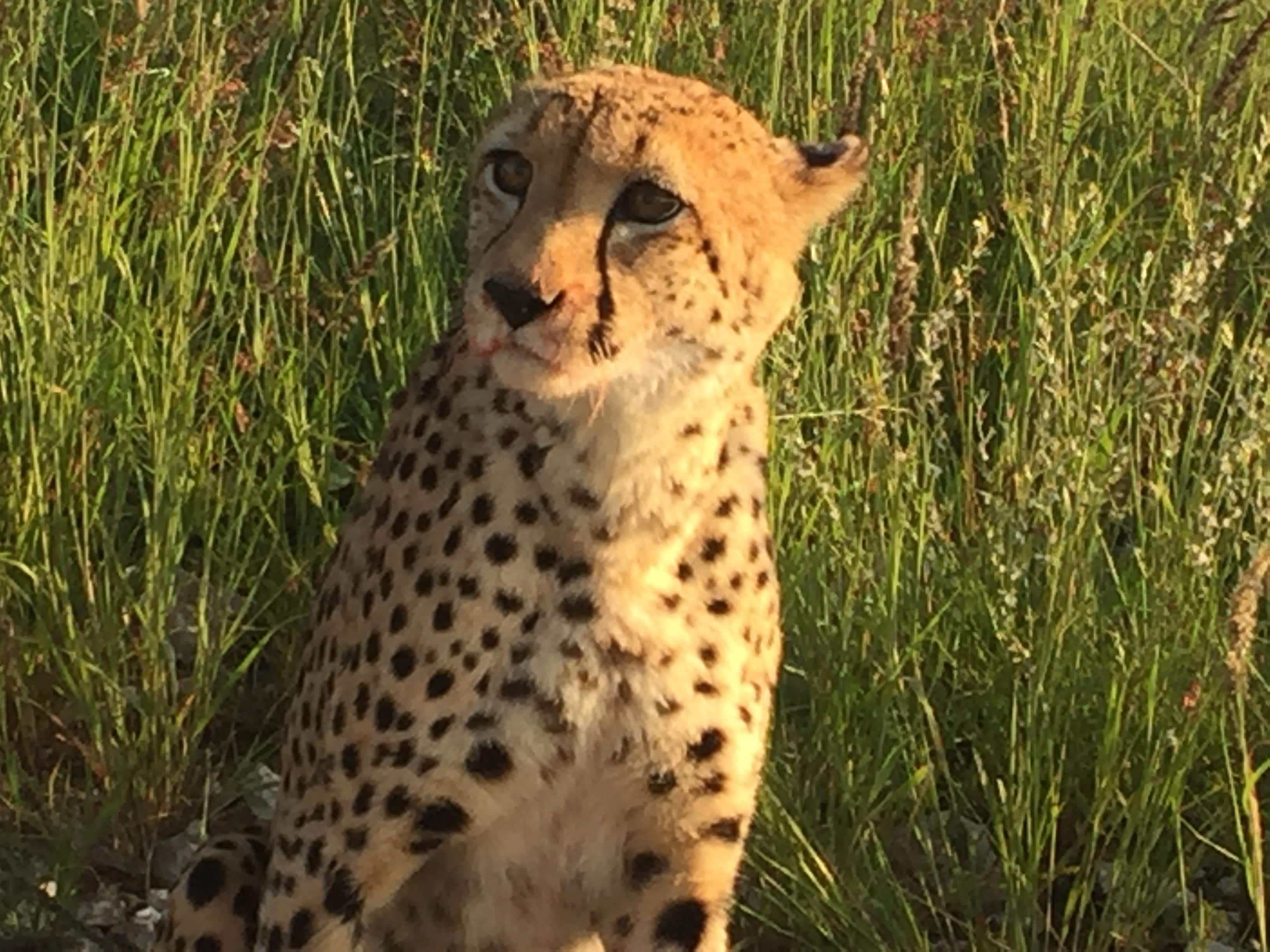 Orphaned cheetah