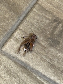 Bugs we had to kill