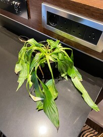 Det første jeg så - vissen plante