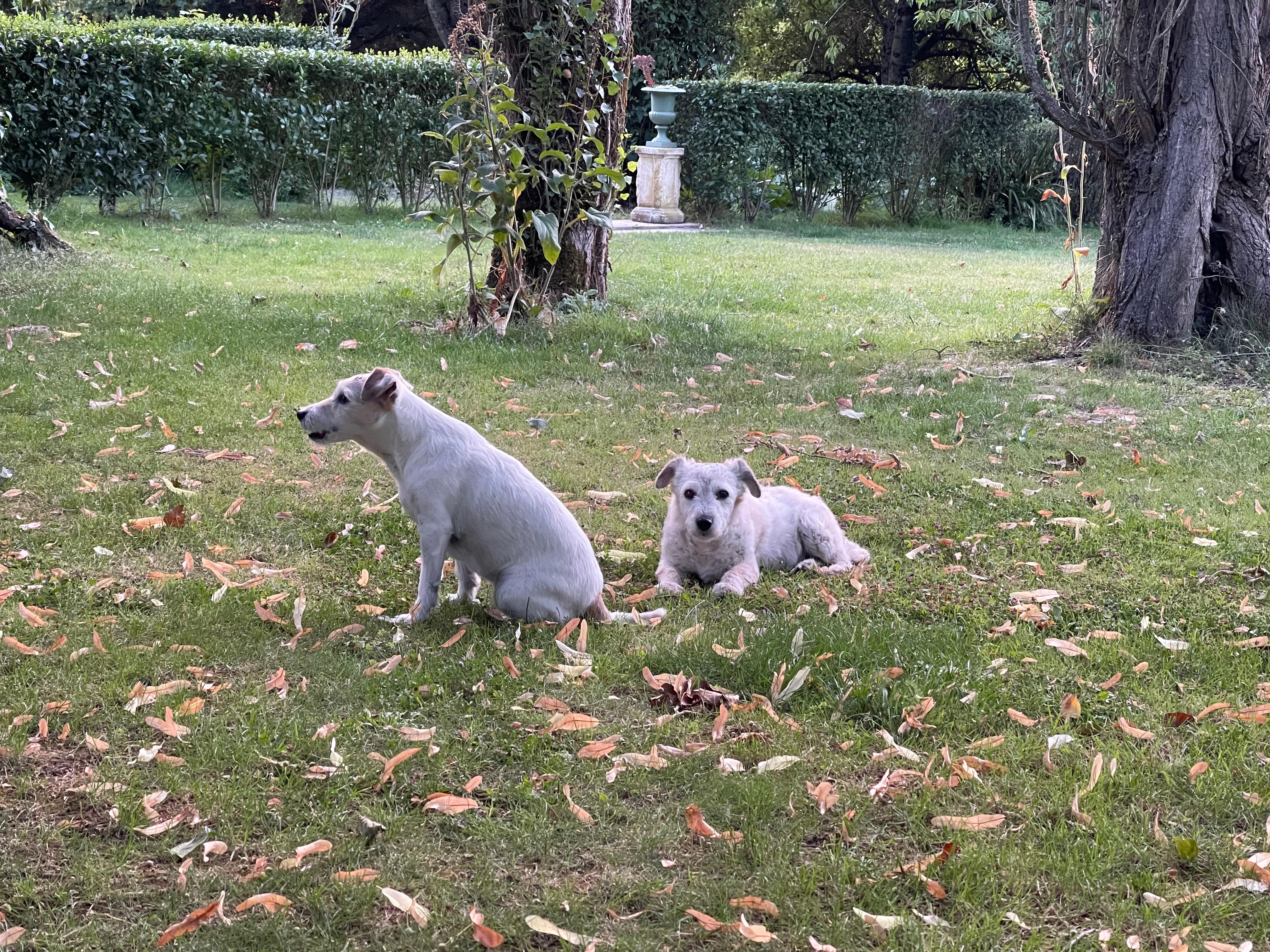 Les chiens détendues !