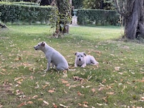 Les chiens détendues !