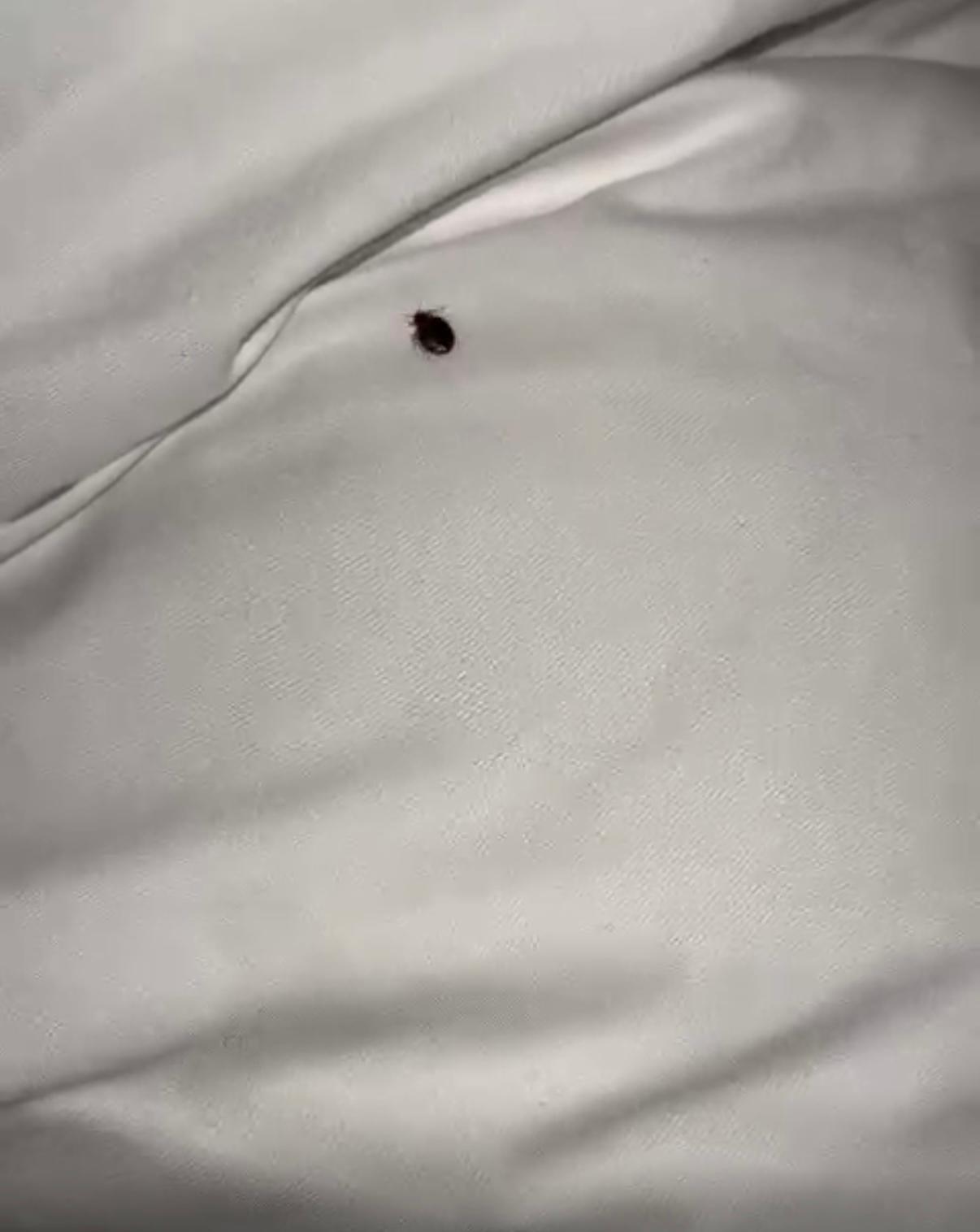 Bed bug 