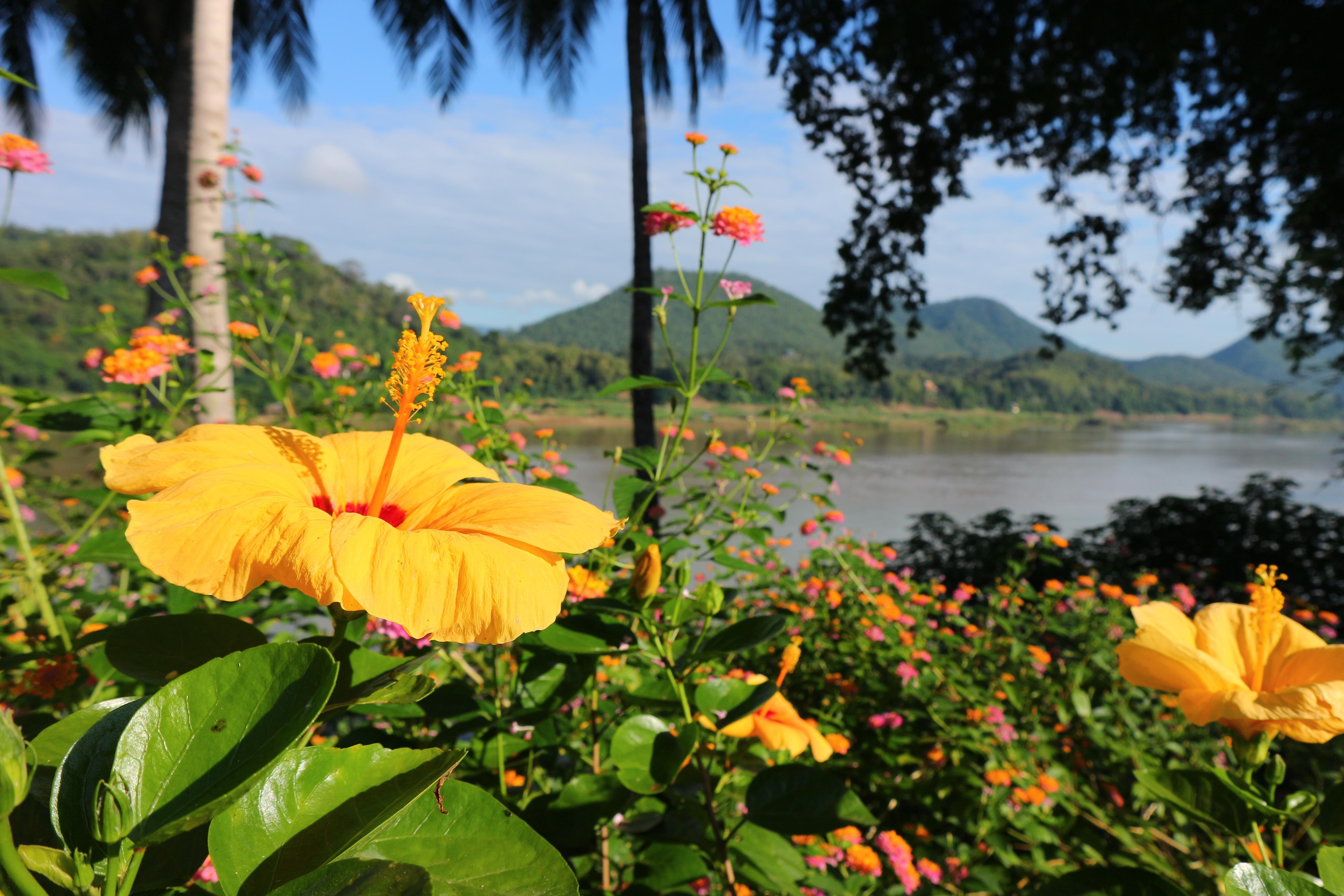 Mekhong view from the roadside