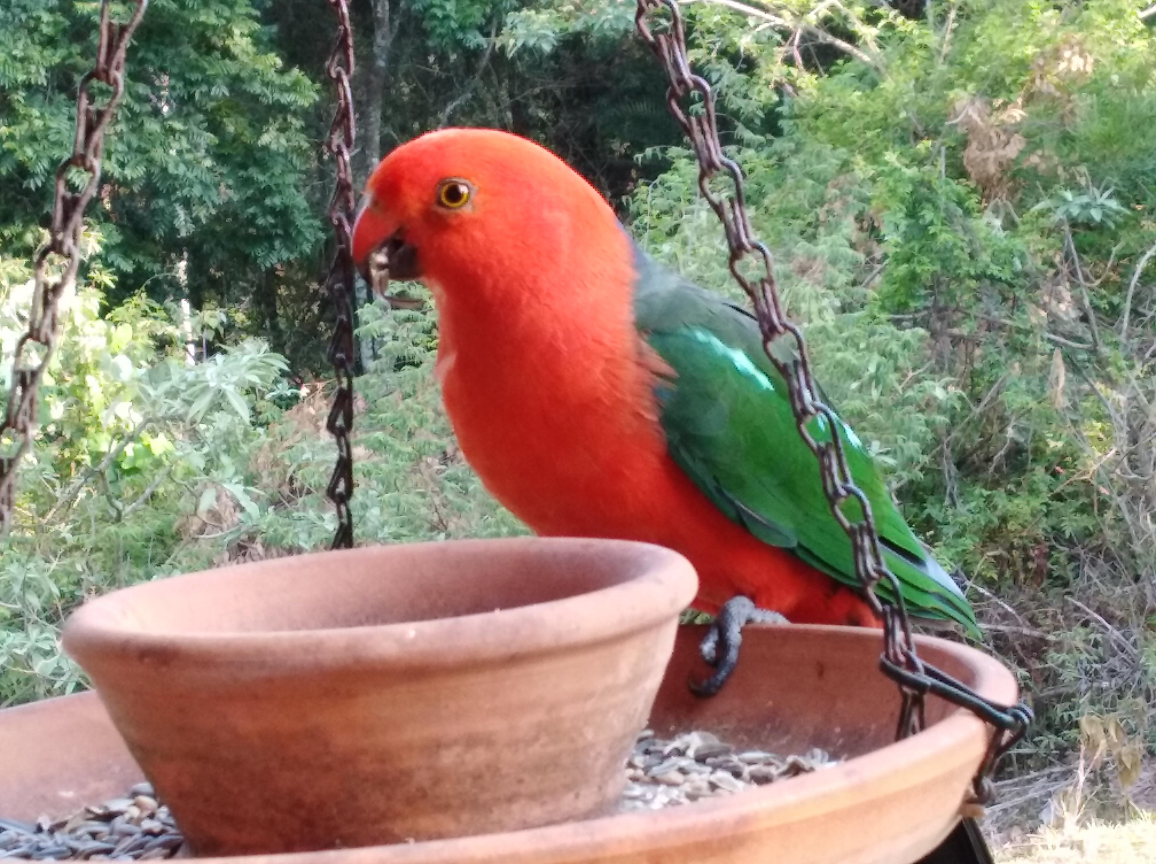 King parrot having dinner before we do