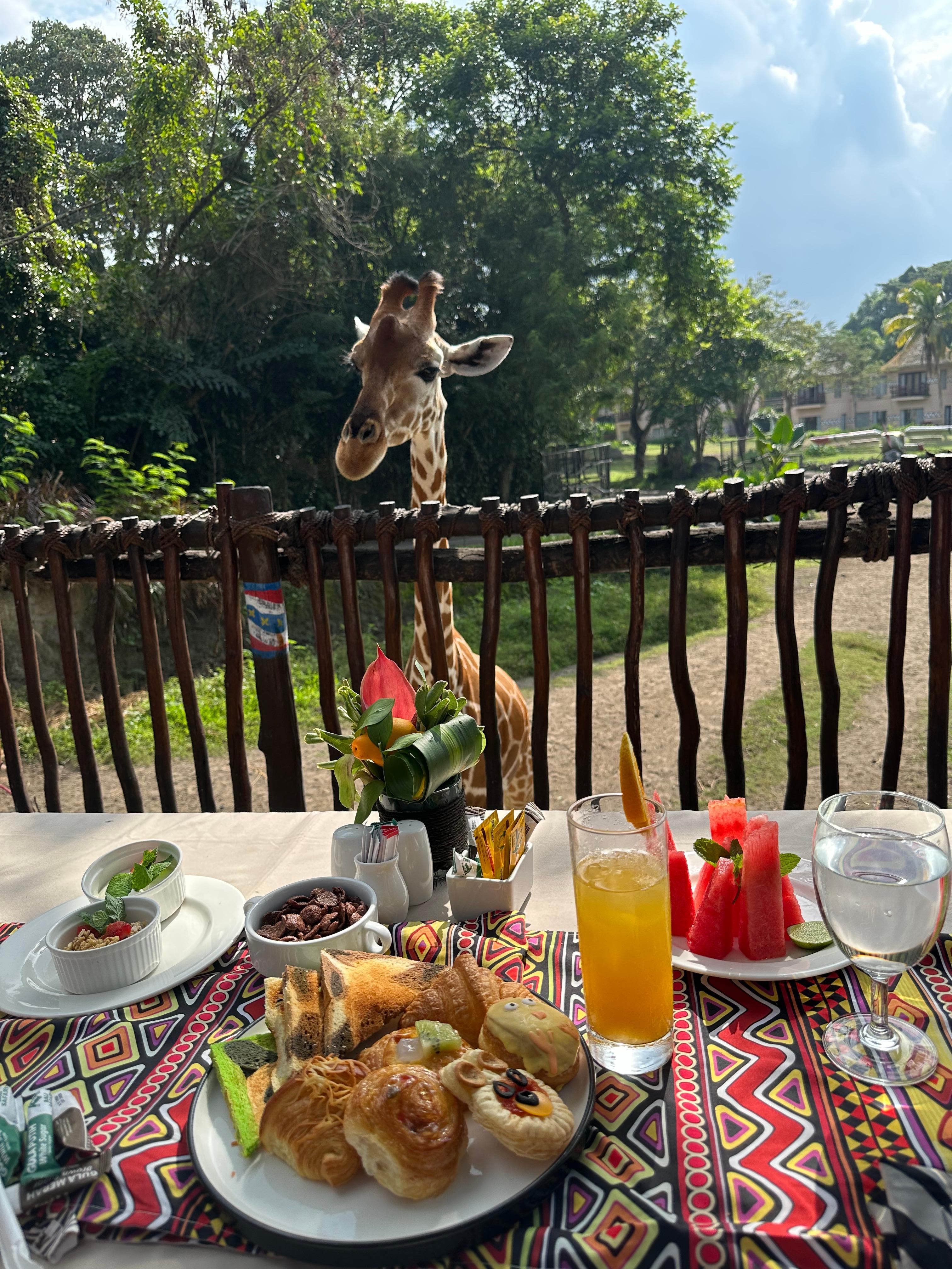 Breakfast with the giraffes